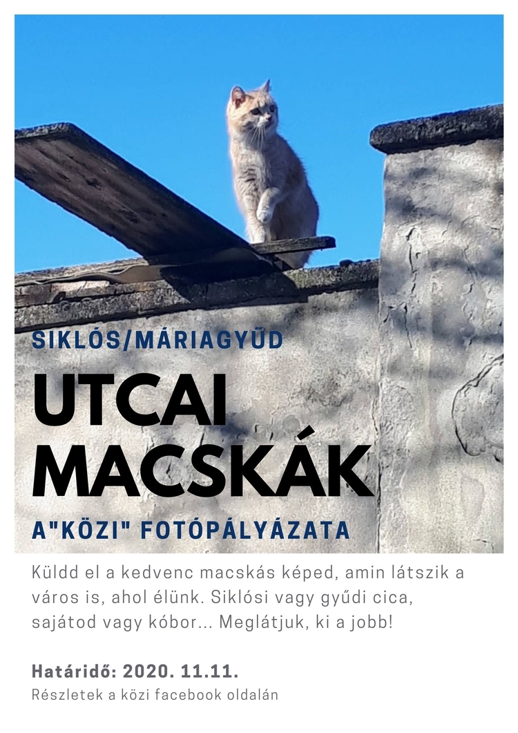 Utcai macskák - fotopályázat